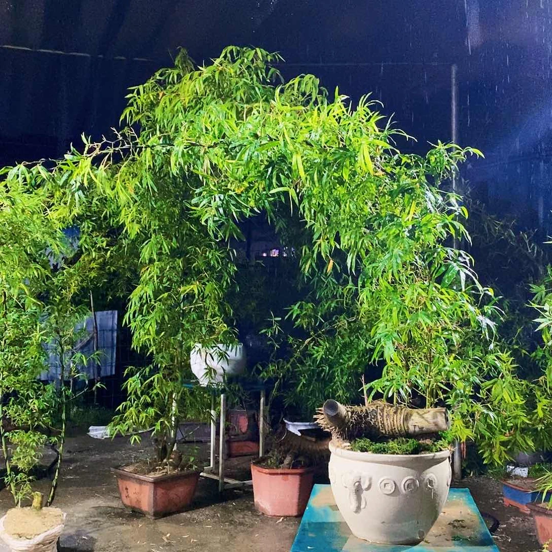 宝***）无花朵小叶簕竹一物一拍