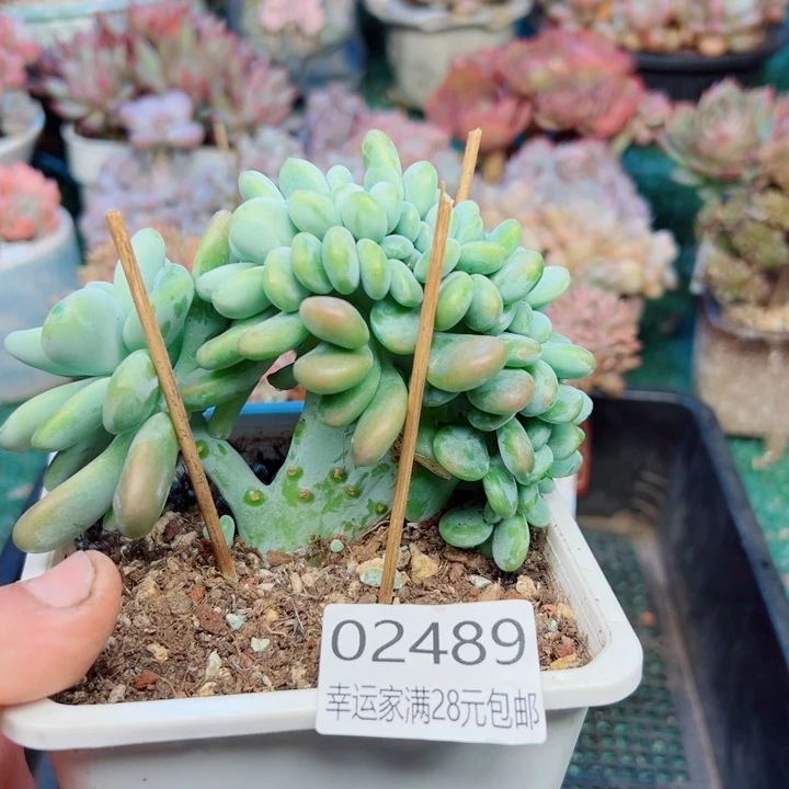 幸运的是我还没遇到你