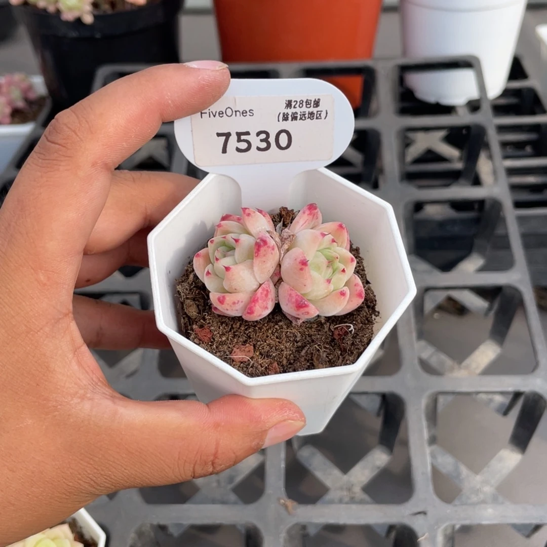 7530如梦令4.0厘米