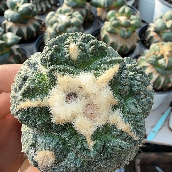 无花朵699蓝白肌大尤龟甲