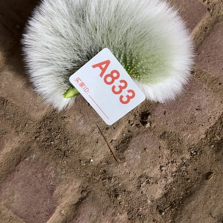 坚***强无花朵九尾狐缀头833