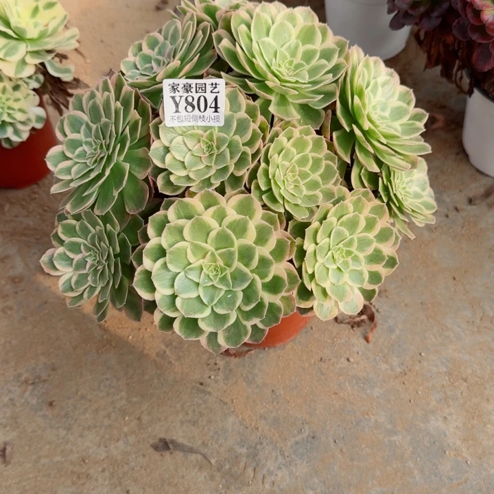 804孔雀翎官服30左右2