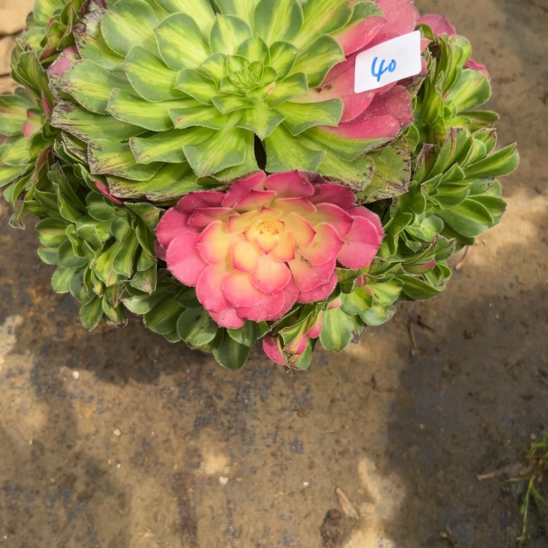 40知否多肉植物系