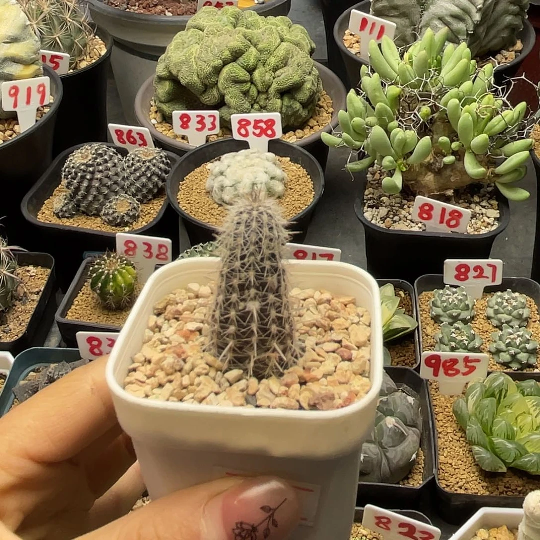 实生紫皮奇想丸的仙人球