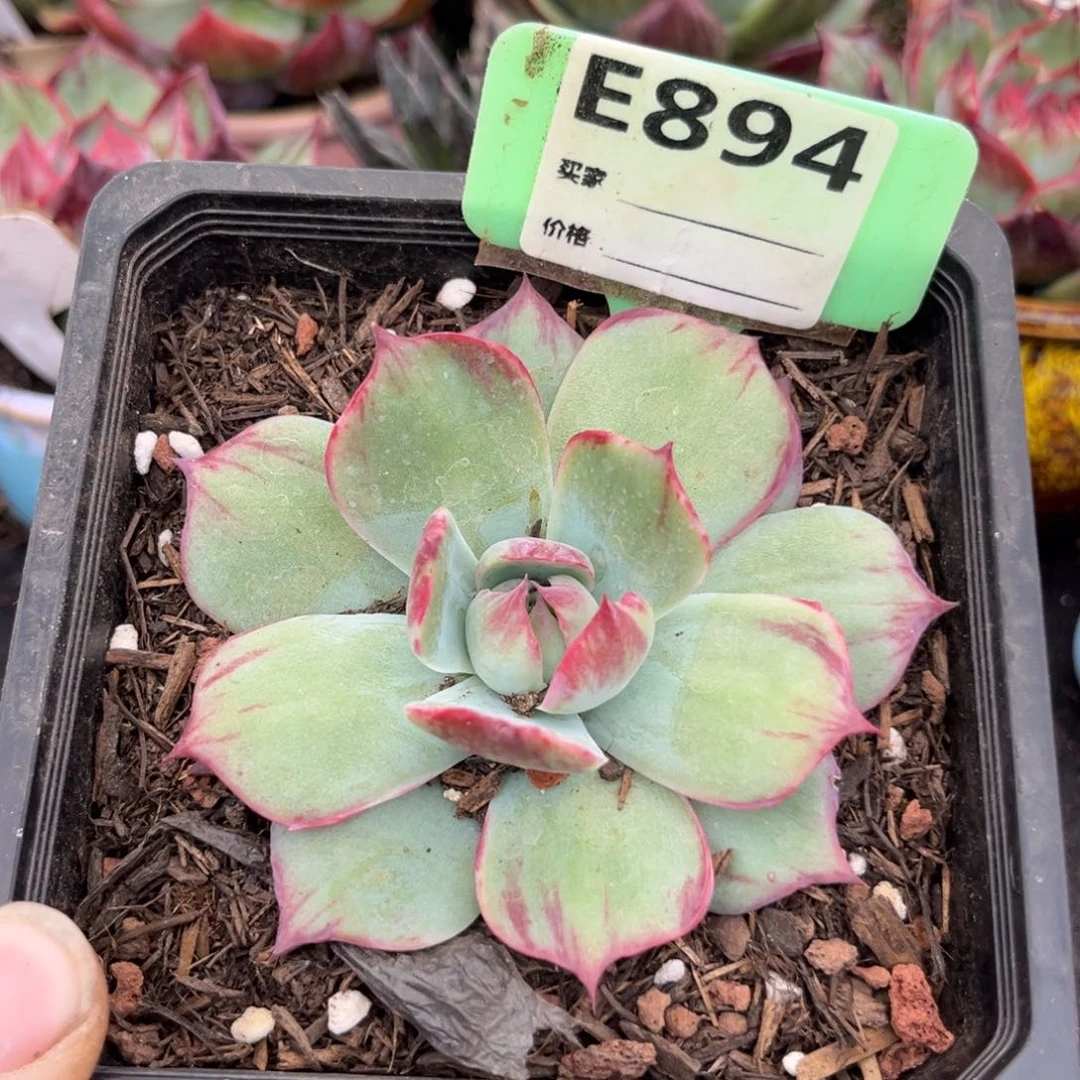 圆宽叶拉丝惊鸿仙子多肉植物894