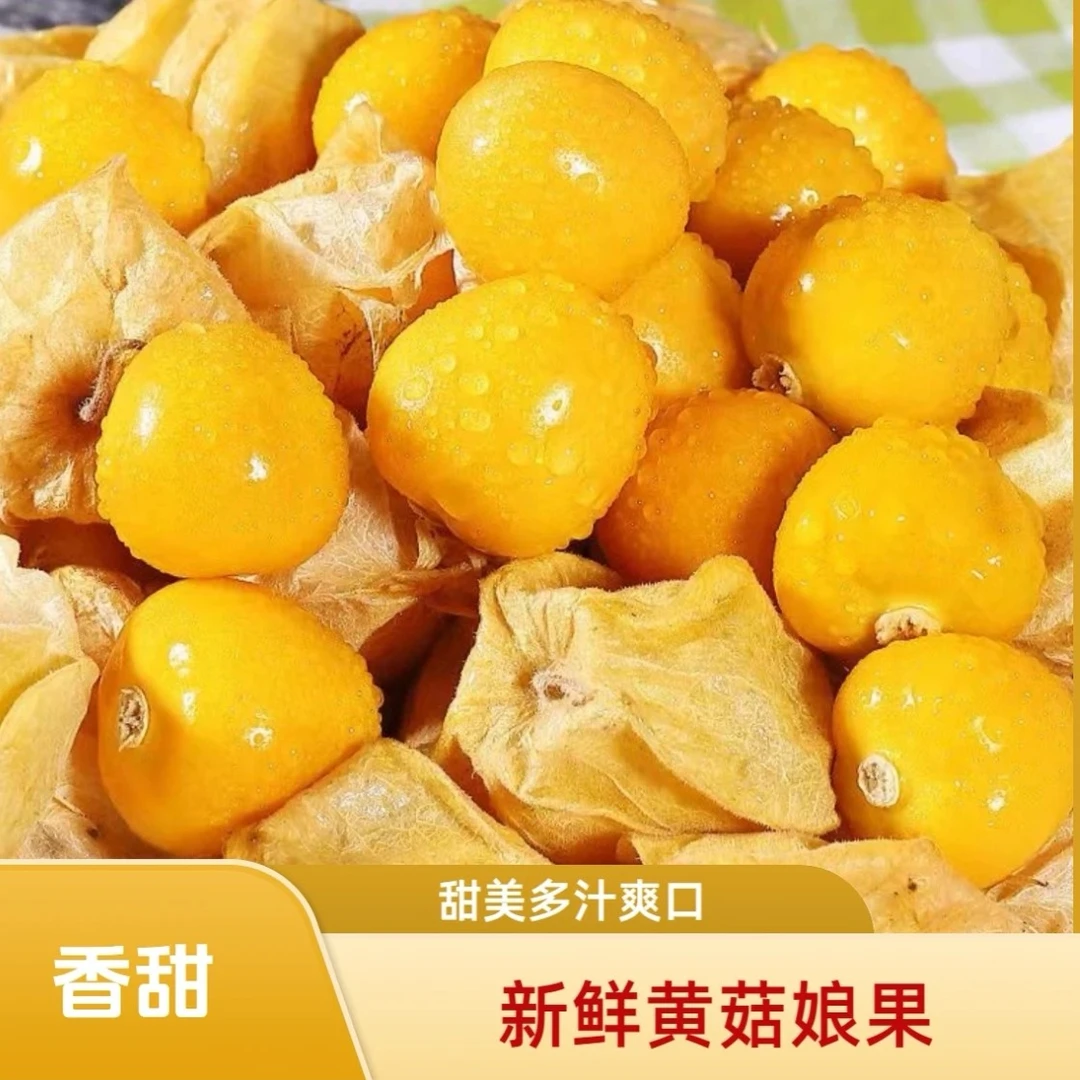 【纯甜】现摘东北菇娘果新鲜菇娘果精选灯笼果姑娘果黄金果菇娘果