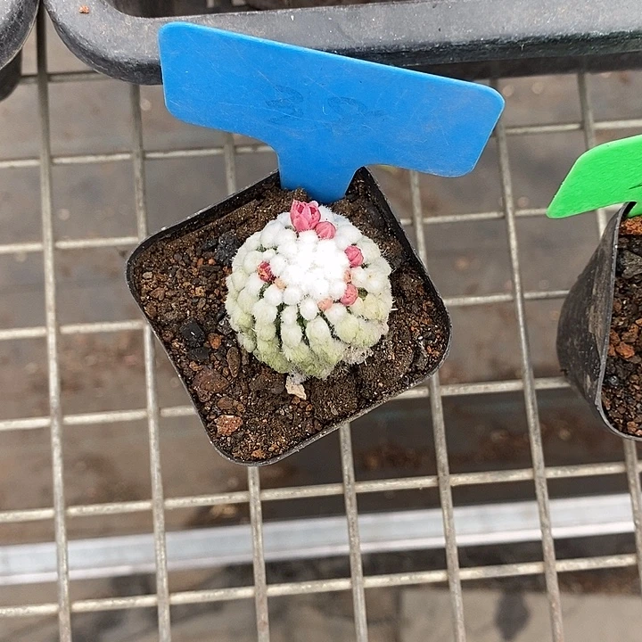 俏***吖漂亮仙人球一一拍