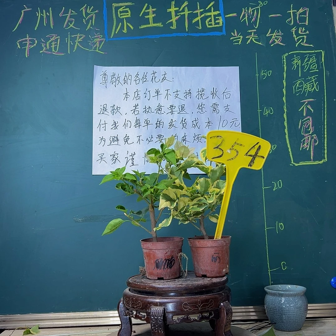 当前无花栽培后可以开花绿叶五宝掌中宝 中国丽人掌中宝354