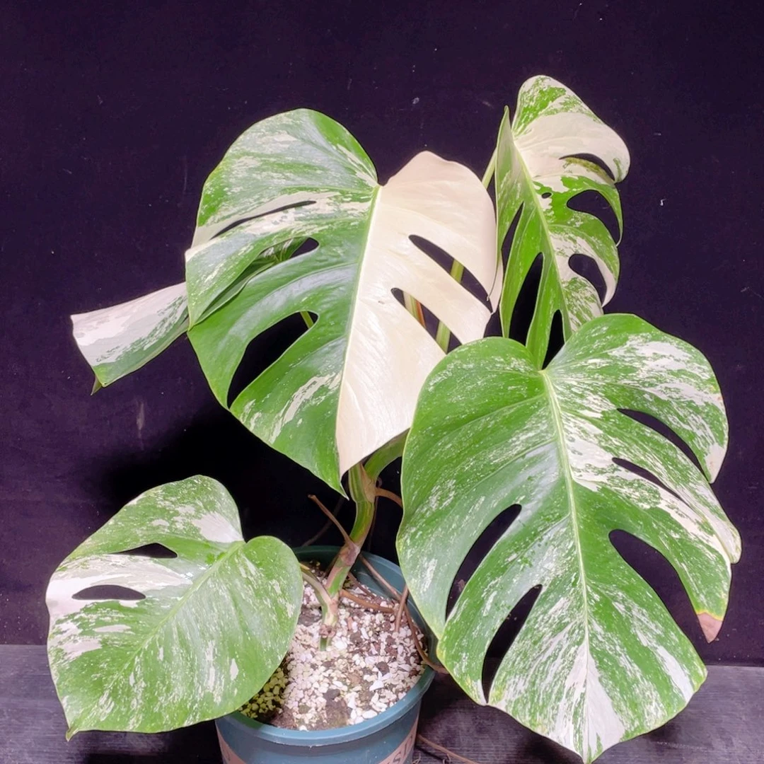 完全开放009白龟不包蕉叶和叶损