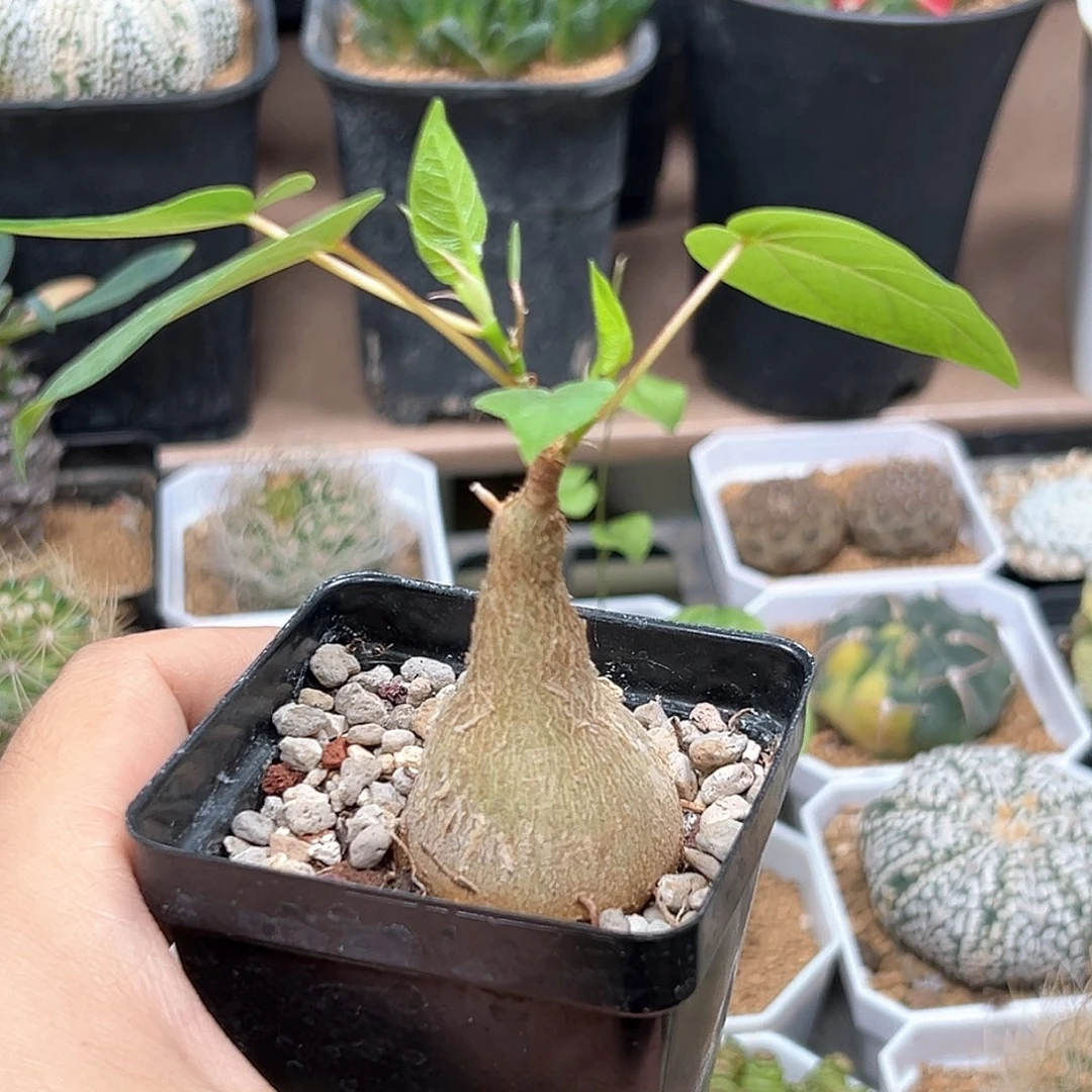 无花朵红脉榕实生3.5CM带盆