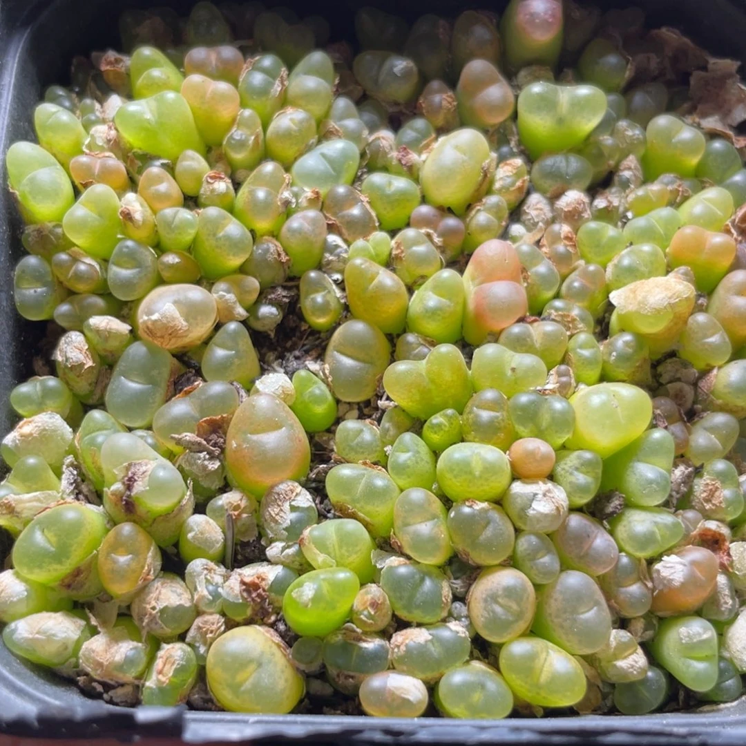 今晚大盆特价更新～44