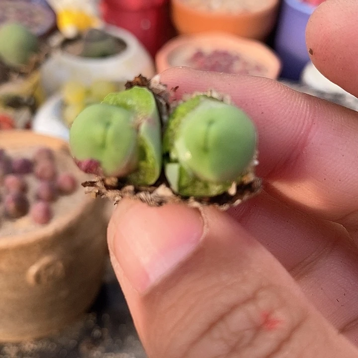 17596嘟嘟嘴一颗