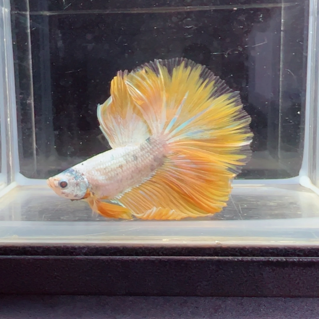 斗鱼浅色特殊尾hhhh