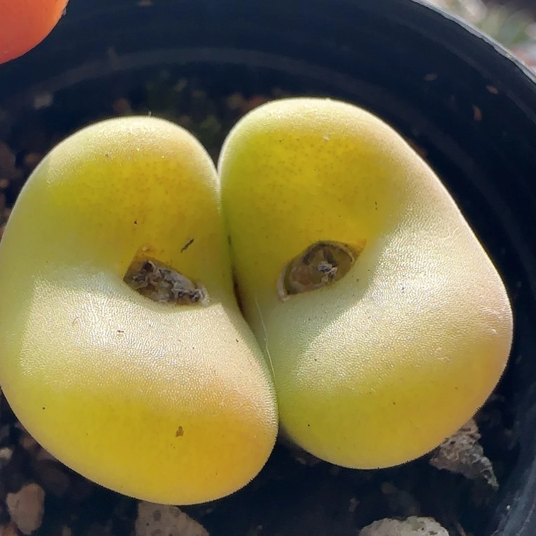 脱土发货哦24331