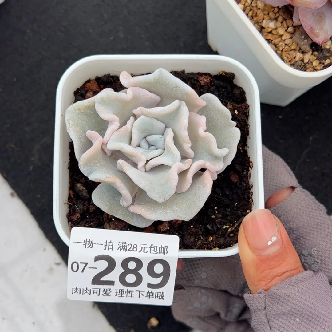 芭蕾舞者多肉多肉，