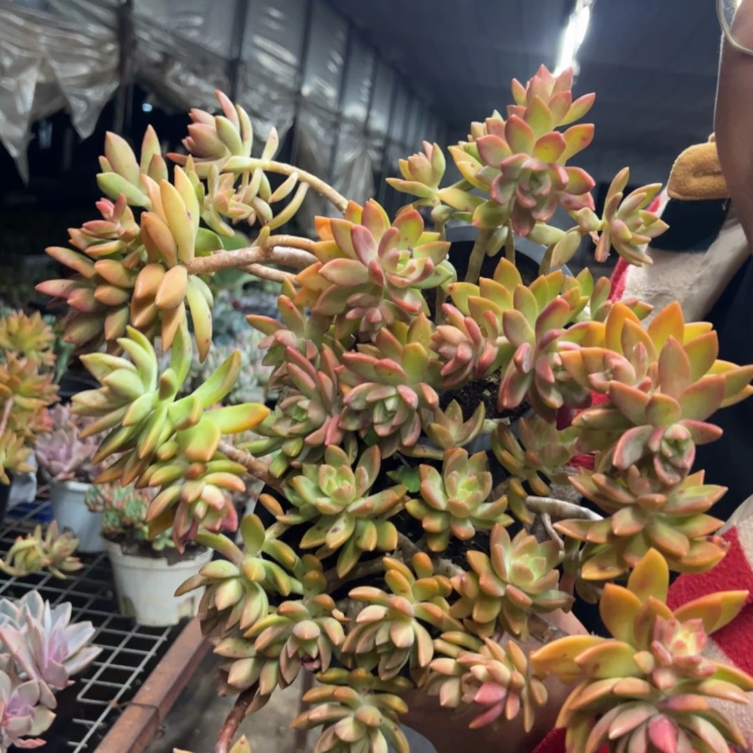 黄金布丁两盆,有斑点正常