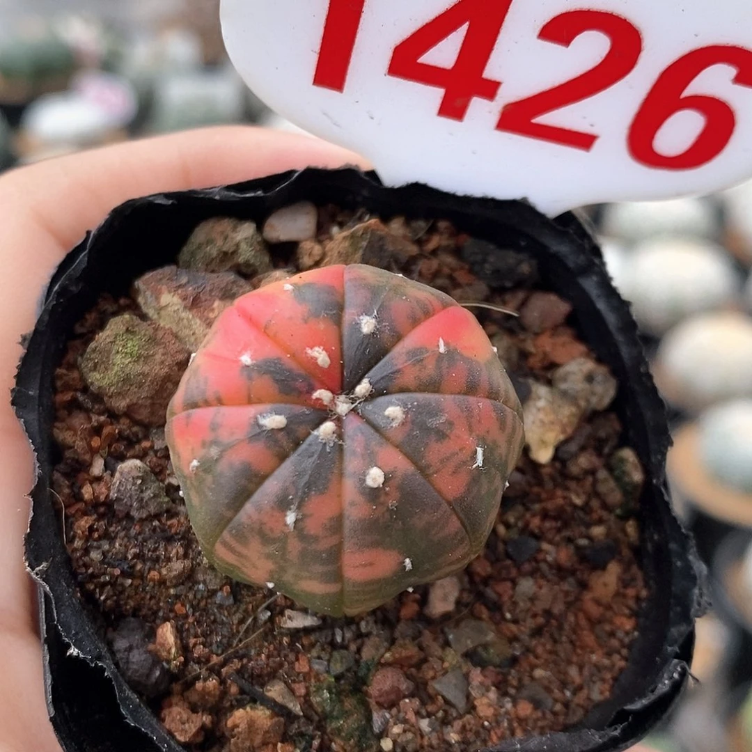 1426兜锦系列产品在