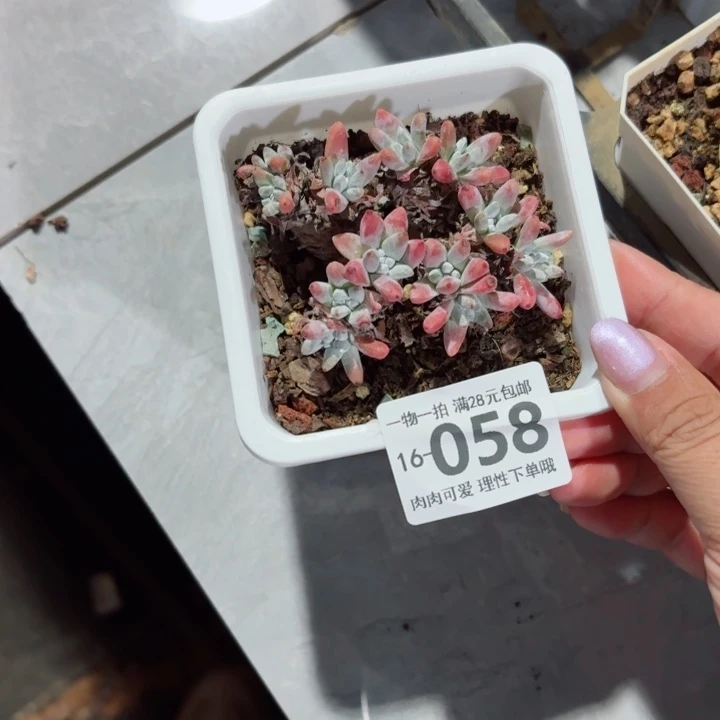 白菊无盆土发货多肉多