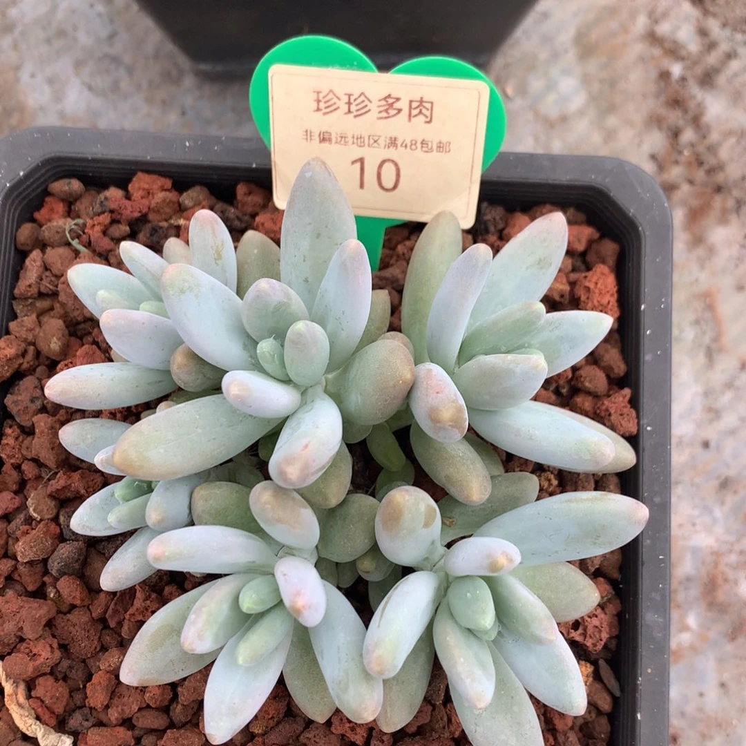 ****️白兰地无砍平头10