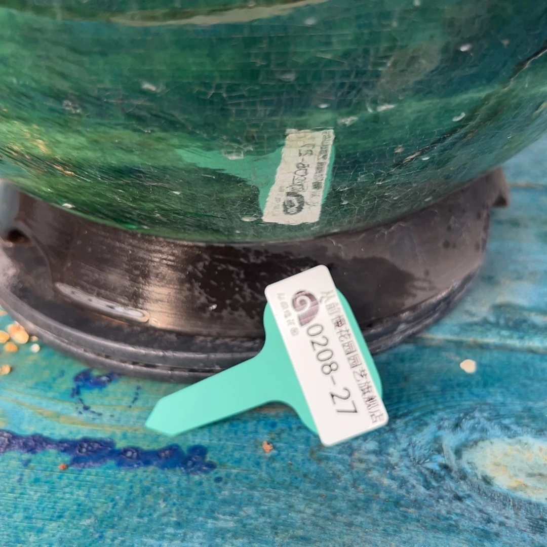 约**德多肉一物一拍0208-27