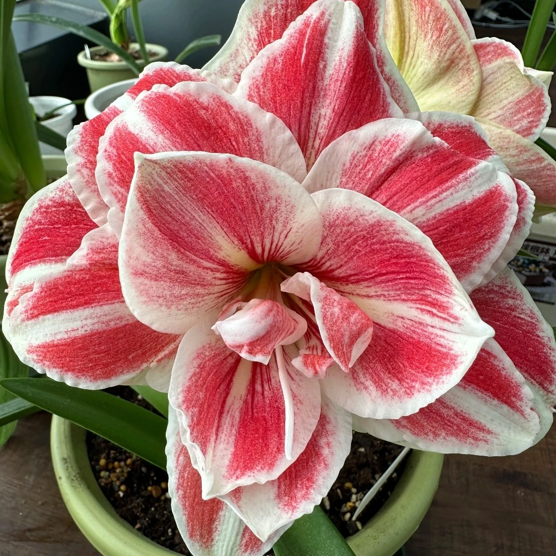 【女王】现货基地球重瓣朱顶红花卉送化肥