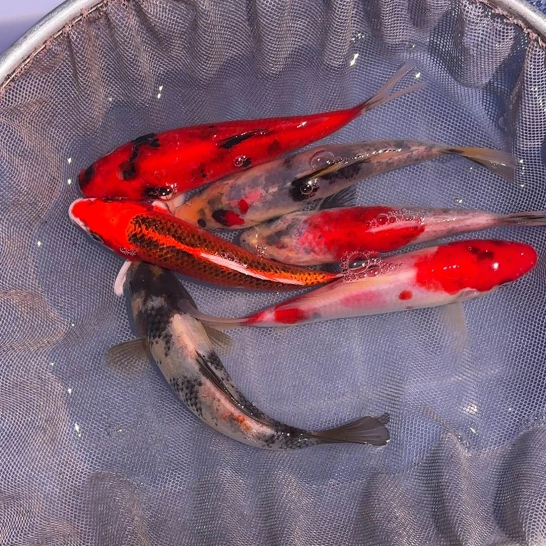 海水鱼精品锦鲤大放漏