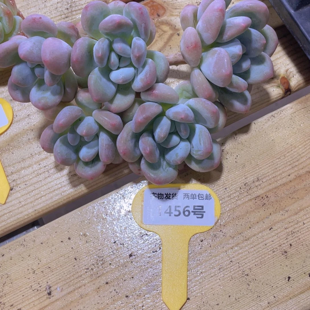 1456号 老桩母本大香水一个