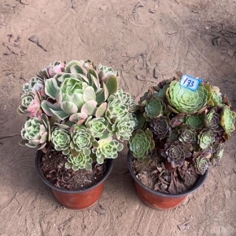 183多肉植物组合，