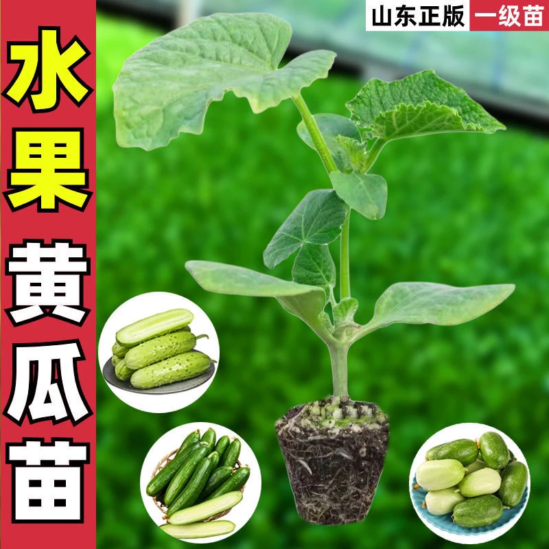 【高产黄瓜苗】水果黄瓜秧苗盆栽苗黄瓜秧苗四季阳台黄瓜秧苗种苗