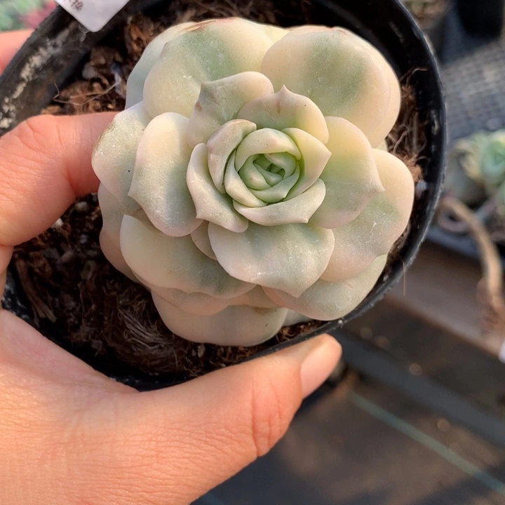 无花朵可爱玫瑰锦1429