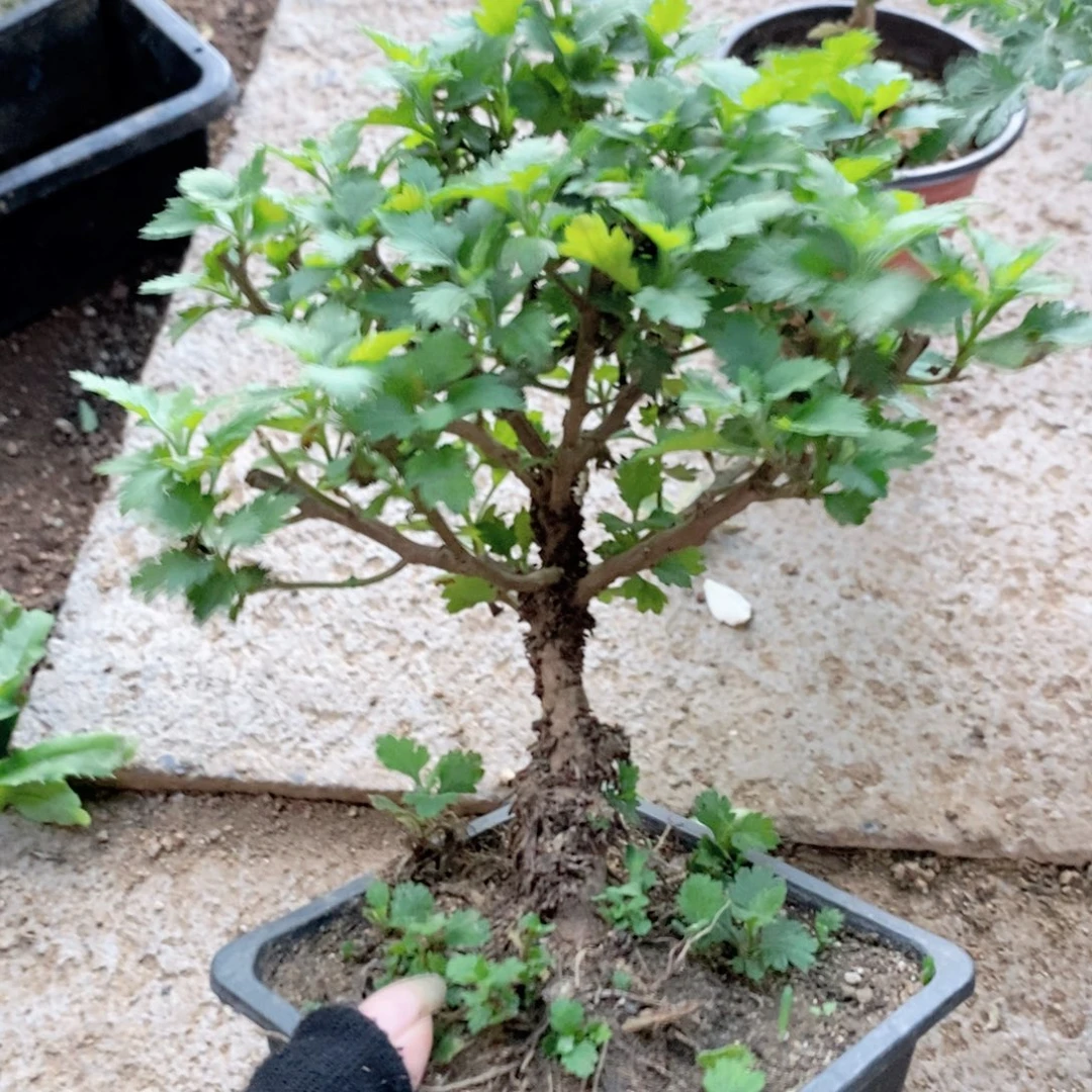 无花朵盆景盆景penj