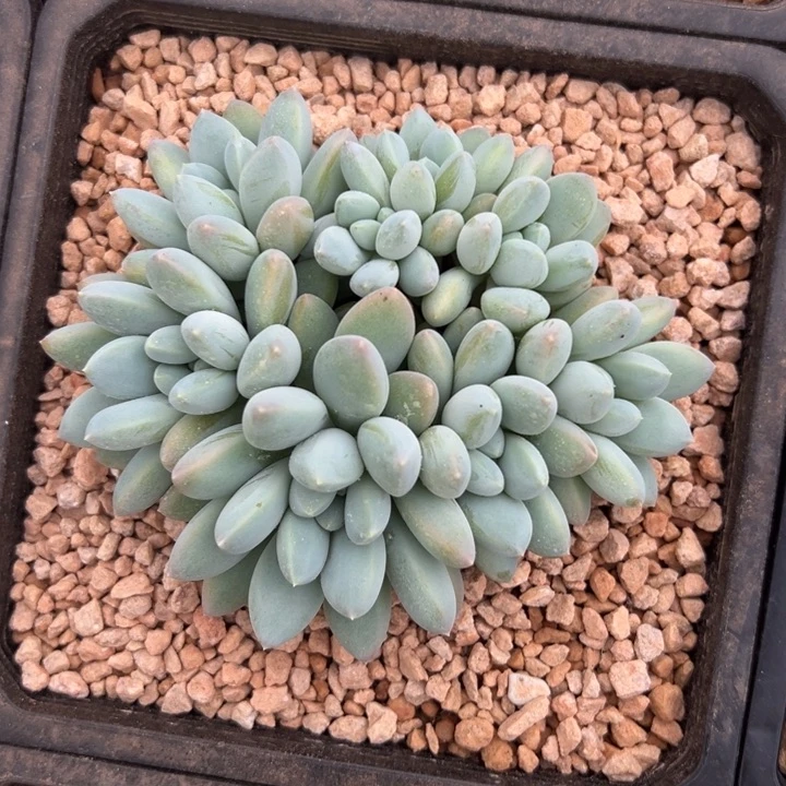 奶糖多肉群生量拍