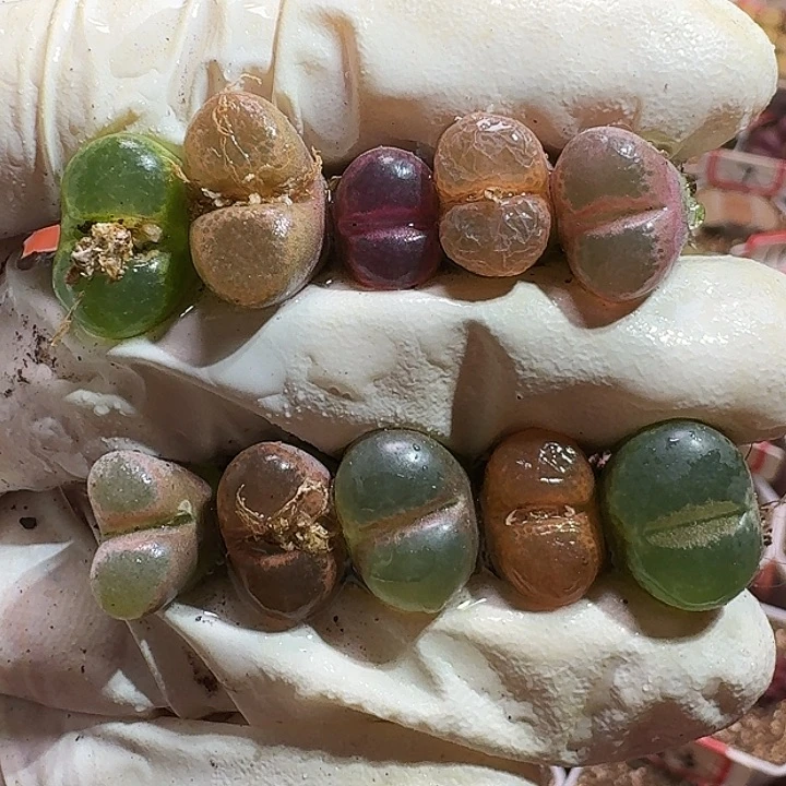 生石花11111121。  282