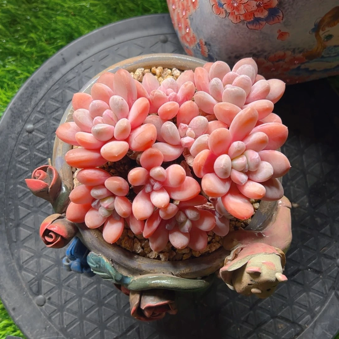 香玉1111111111111111