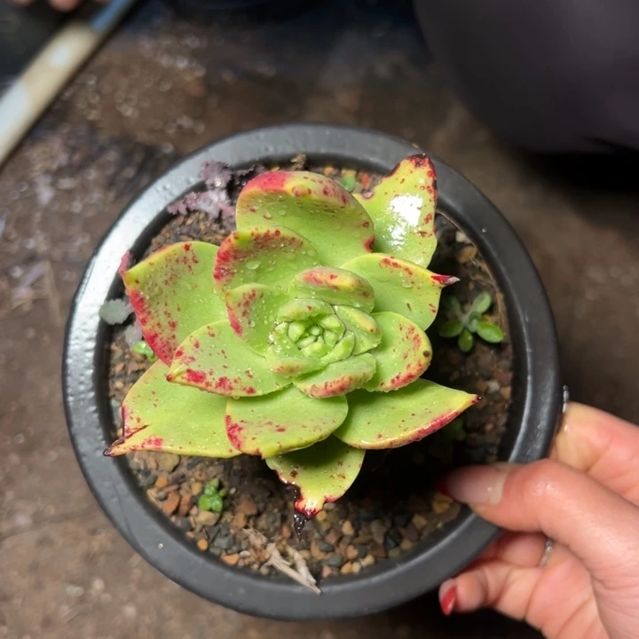 033哈哈哈哈哈哈哈哈