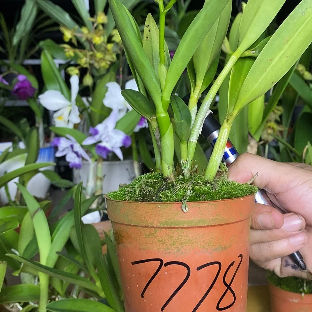 全部花苞大*瓜蒂尼小可爱