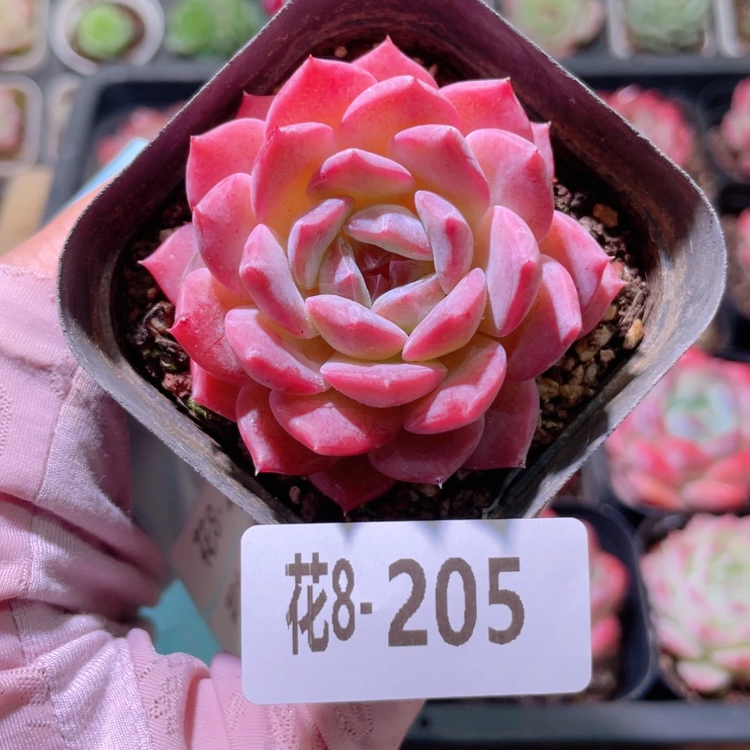 花利美8-205新品单头