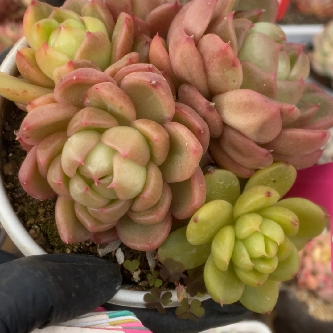 767杂锦锦锦锦锦