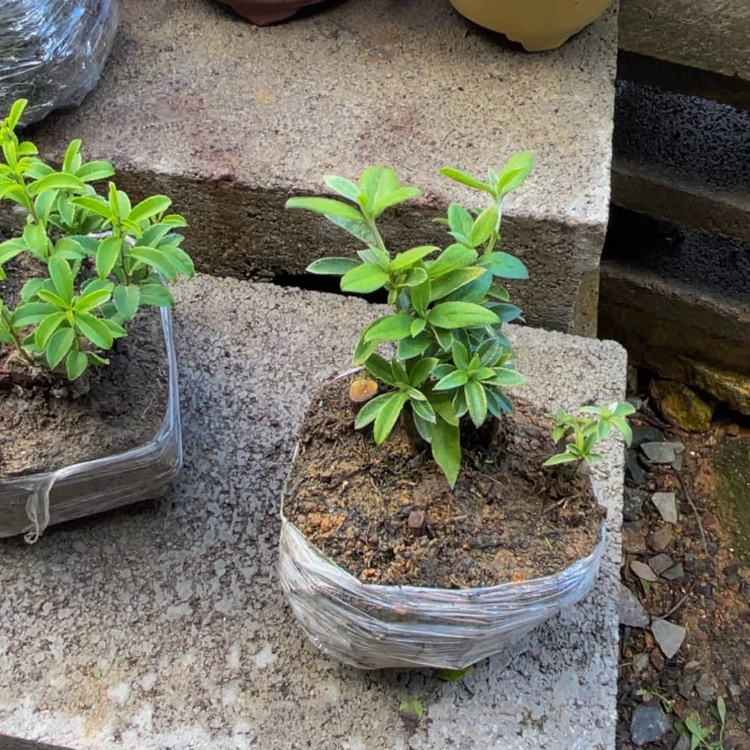 i***y当前无花朵，栽培后可花朵