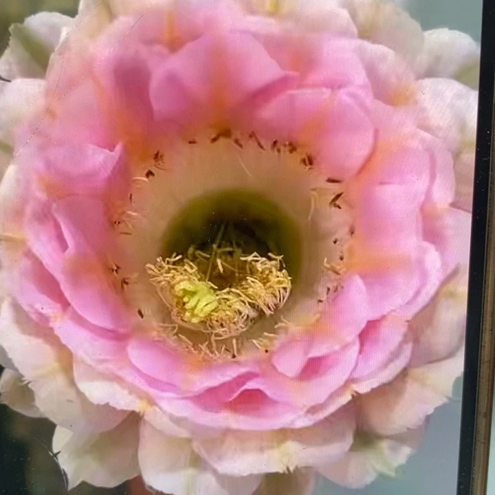 彩草520有气根侧芽2-2.5公分左右