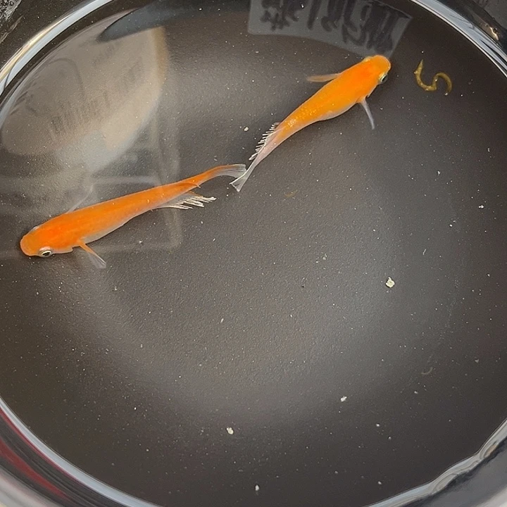 青鳉鱼赤壁2条10号