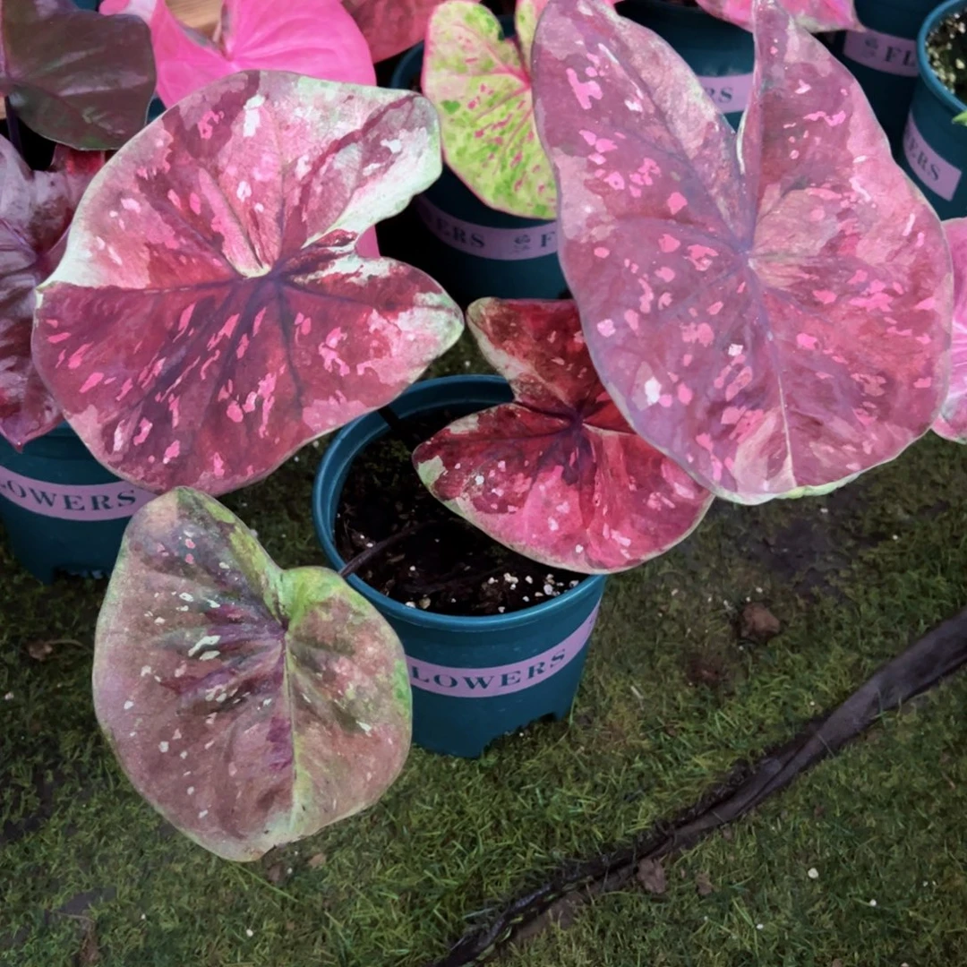 无花朵紫花了泰彩个体