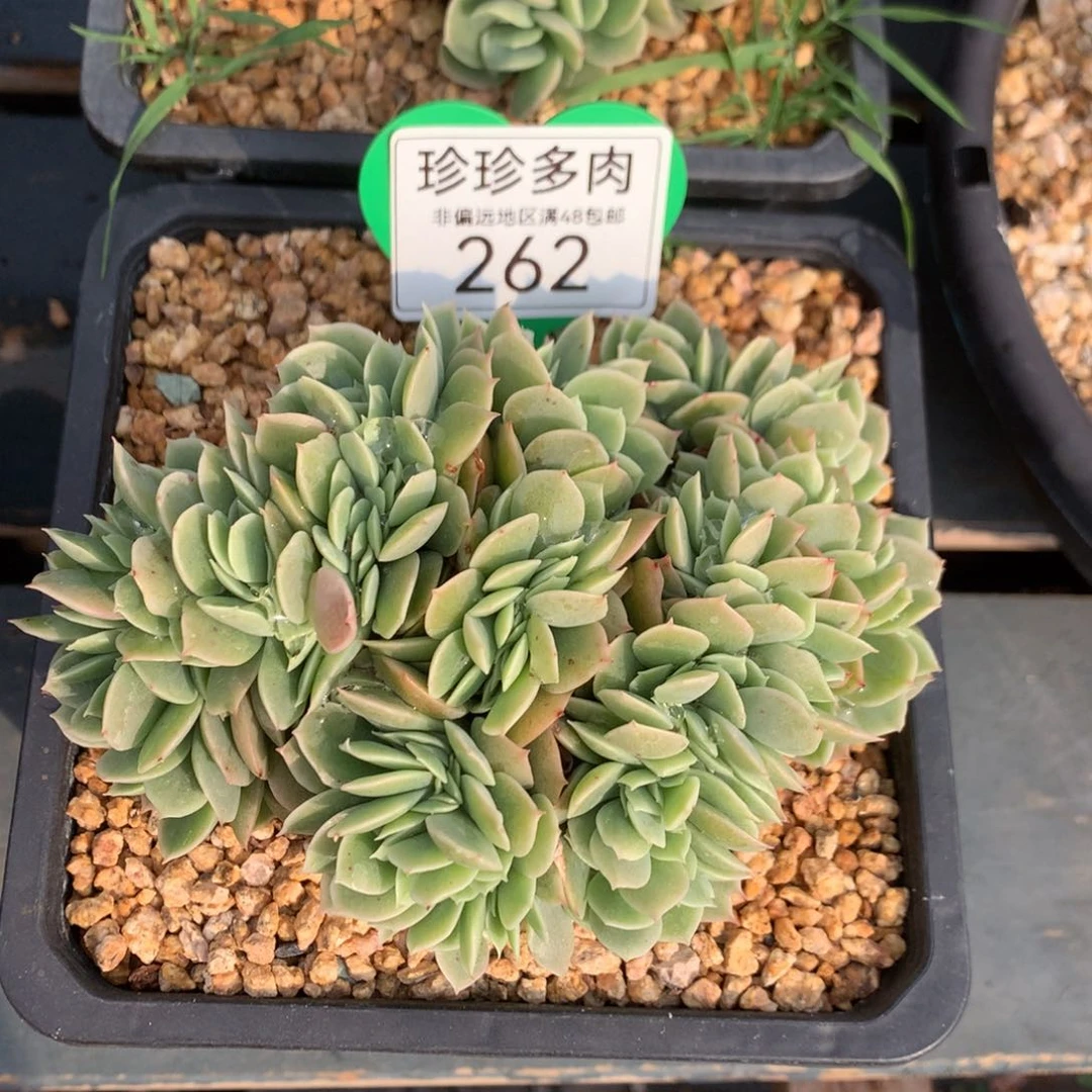 辛娜塔缀化一物一拍262