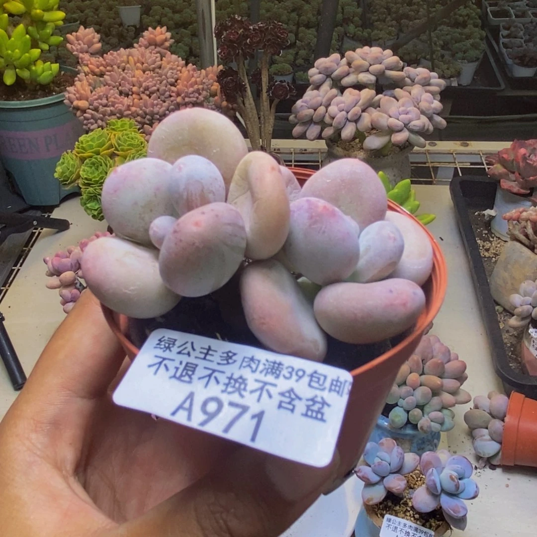 971大叶奶多肉6cm