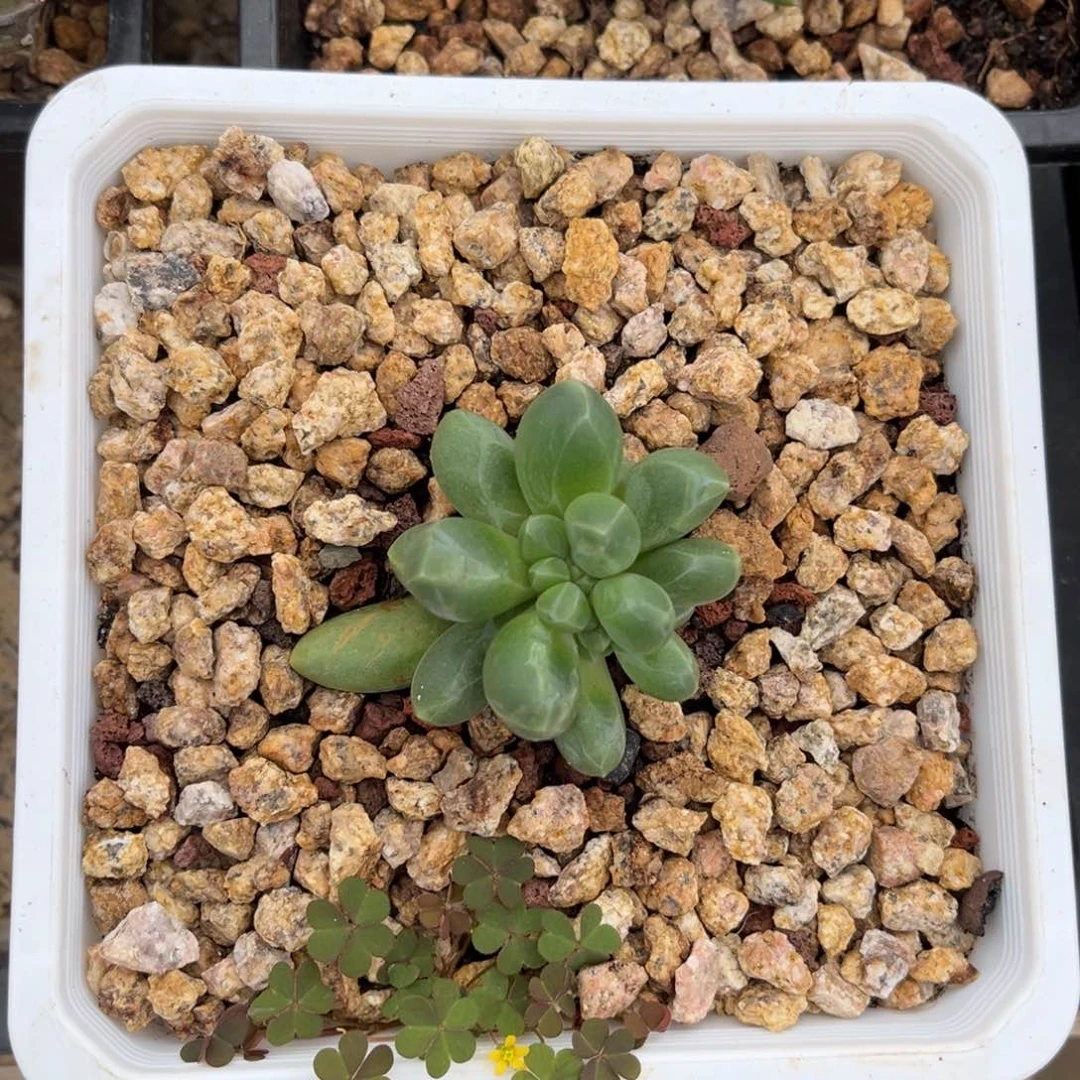 多肉植物玄女缀化