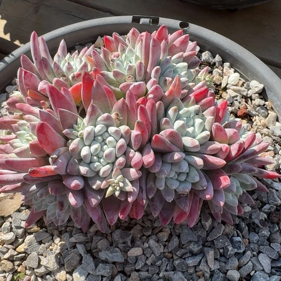 那*丶20250211多肉植物仙女杯 那谁