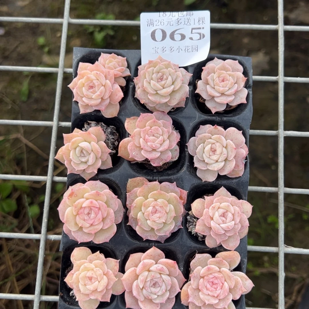 065号纯爱到手一盘一物一拍