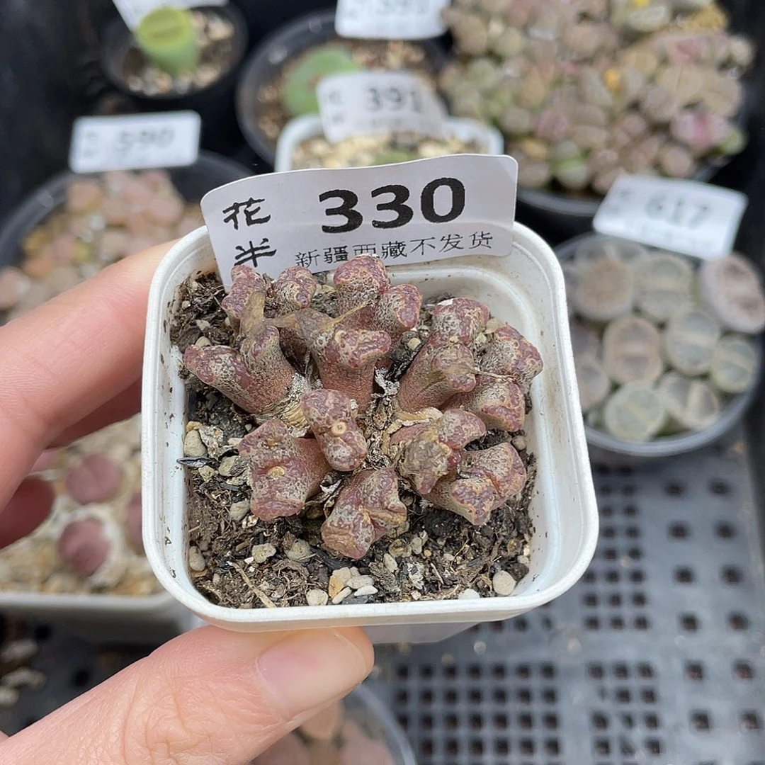 330000花花花怀胎啊