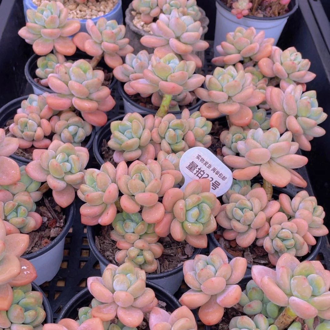 量拍22号 优选红洛神老桩大群生一个