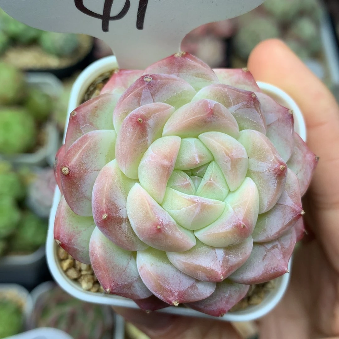 美心单头多肉植物41